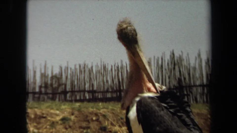 Closer 8mm view of the stork-like bird preening or shifting its plumage in the Laguna Hills rural setting.