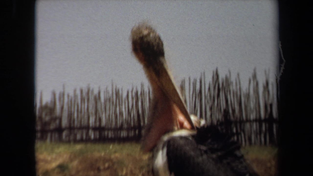 1971 Laguna Hills 8mm frame of a large long-beaked bird turning its head against dry grass and a rough wooden pole backdrop.