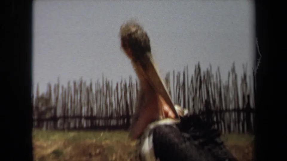 1971 Laguna Hills 8mm frame of a large long-beaked bird turning its head against dry grass and a rough wooden pole backdrop.