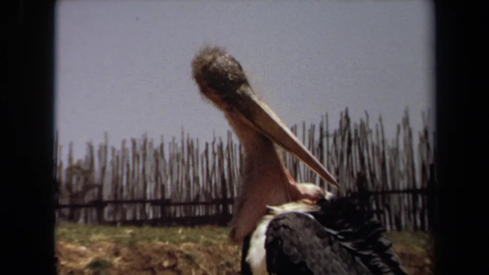 1971 Laguna Hills 8mm frame showing the bird's long beak crossing its neck as it grooms beside rough wooden poles.