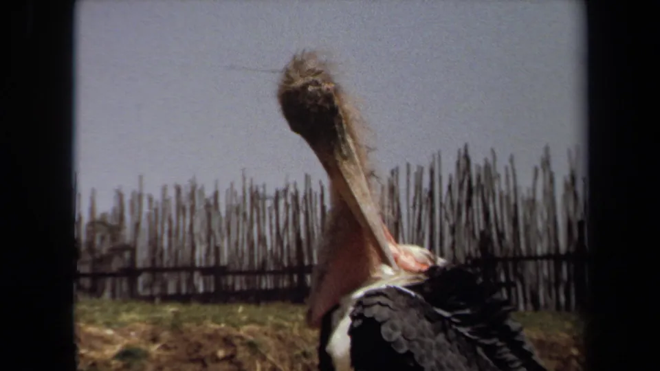 1971 Laguna Hills 8mm frame of a large waterbird-like bird grooming its neck, with dry grass and a pole fence behind it.