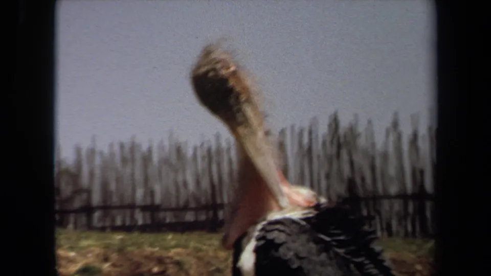 Soft 1971 Laguna Hills 8mm frame of the large bird continuing to groom, with dark feathers and rough wooden poles visible.