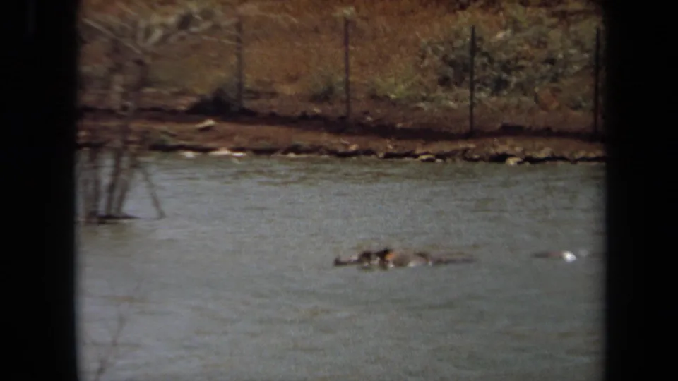 Closer 8mm view of the Laguna Hills pond, showing the hippopotamus partly submerged near the fenced bank.