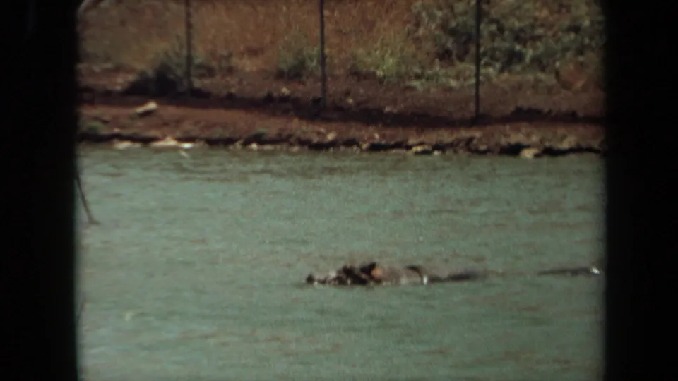 Tighter 1971 Laguna Hills 8mm frame of a hippopotamus floating low in the pond beneath a fenced hillside.