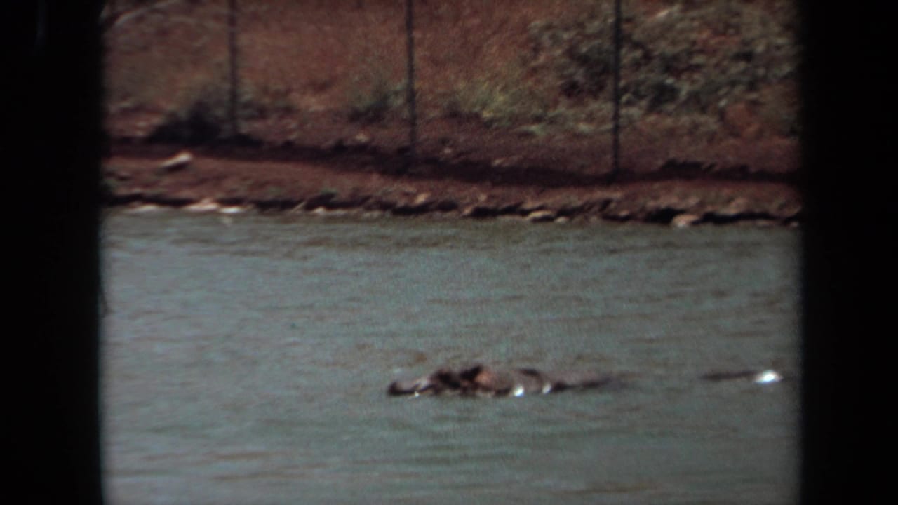 1971 Laguna Hills 8mm frame showing a hippopotamus partly above moving water, with a muddy bank and chain-link fence behind it.