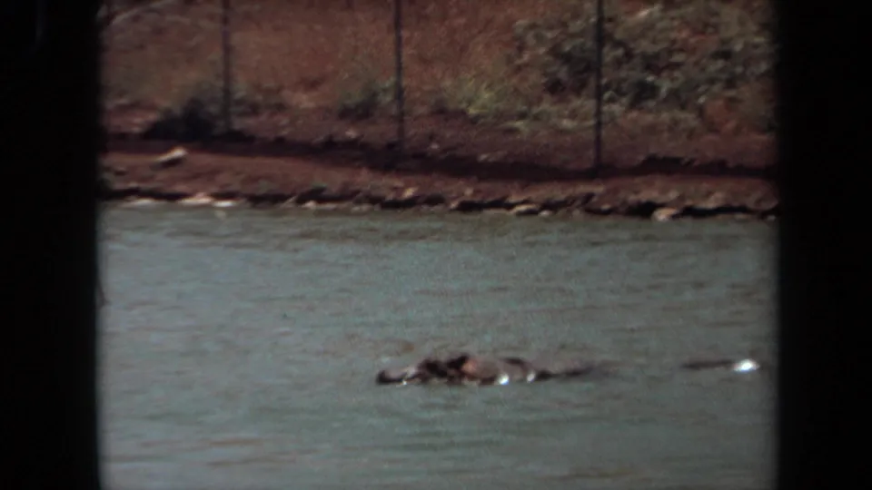 1971 Laguna Hills 8mm frame showing a hippopotamus partly above moving water, with a muddy bank and chain-link fence behind it.