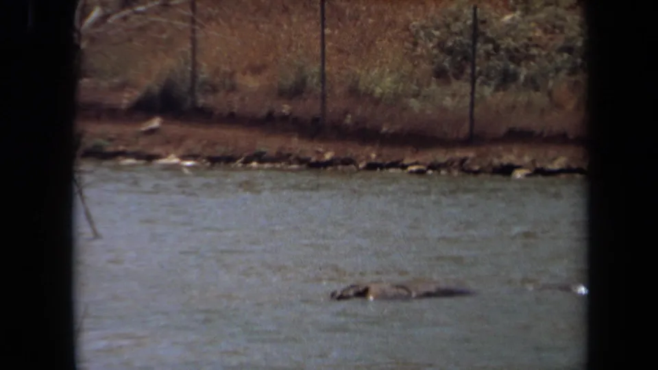 1971 Laguna Hills frame with a hippopotamus mostly submerged in murky water across from a fenced, brushy bank.