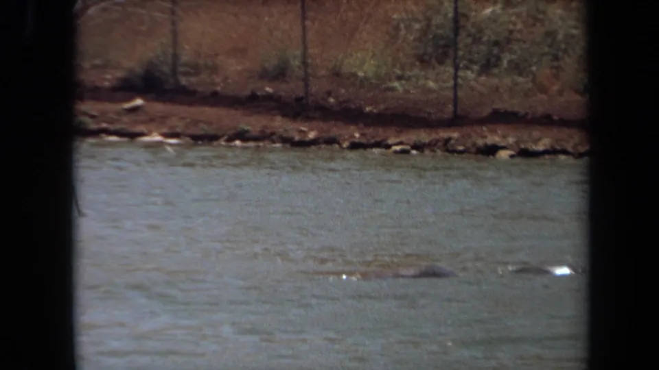 1971 Laguna Hills 8mm frame showing the hippopotamus nearly hidden beneath the water, with fence posts and a muddy bank beyond.