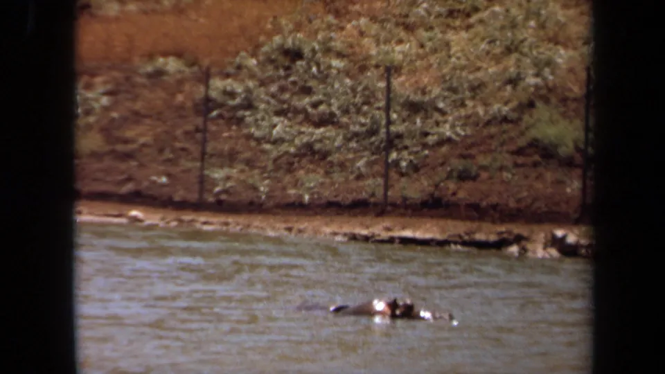 1971 Laguna Hills frame showing the hippopotamus surfacing slightly in the water, with shrubs, fence, and muddy shoreline behind.