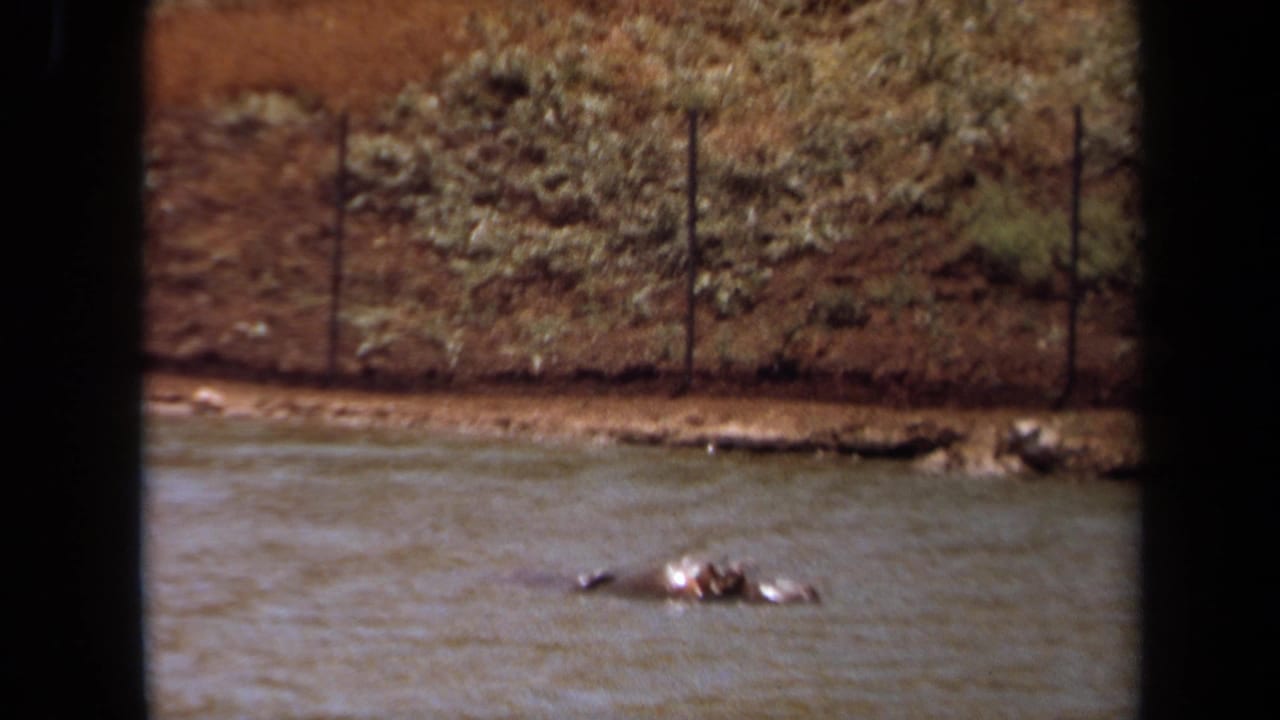 Hippopotamus partly submerged in rippled water near a fenced dirt bank.