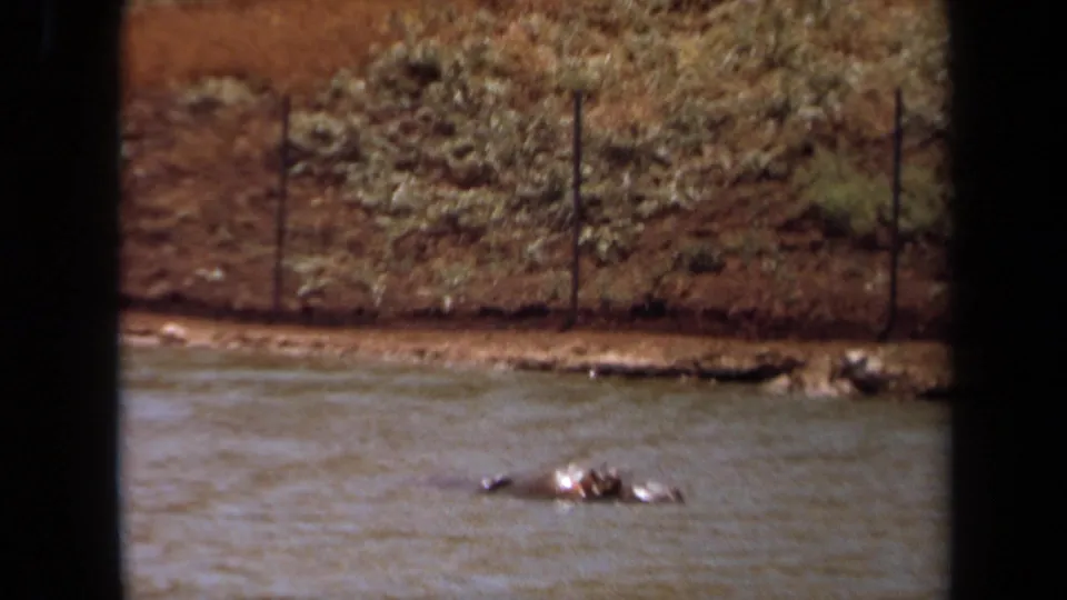 1971 8mm Laguna Hills footage showing a hippopotamus resting low in water beside a dirt bank, shrubs, rocks, and a wire fence.