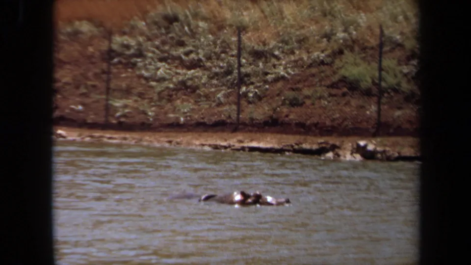 The hippo remains mostly submerged in a calm enclosure pool, with the Laguna Hills dirt bank and wire fence visible in the background.