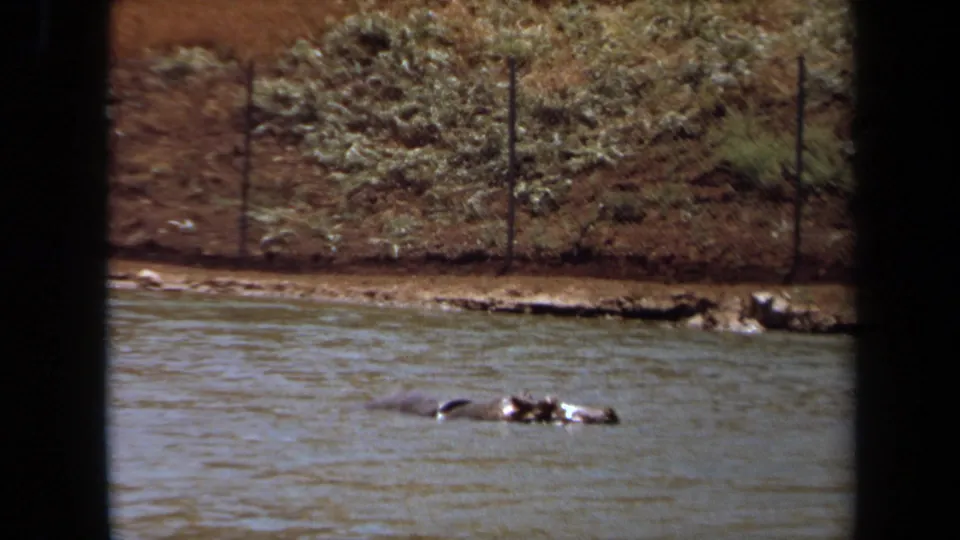 A soft 8mm frame shows the hippo low in the water while a dirt bank, shrubs, rocks, and enclosure fencing line the opposite shore.