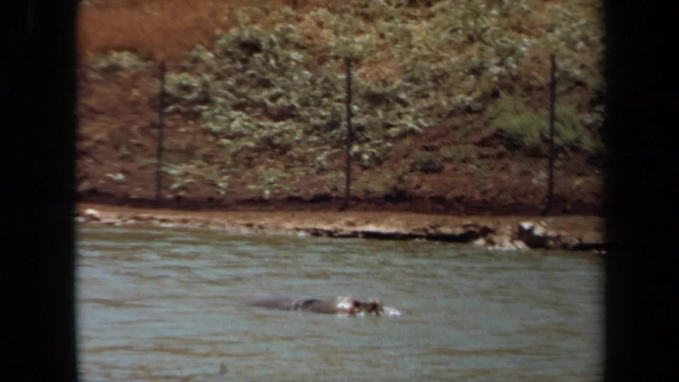 At the end of the clip, the hippopotamus is still partly visible above the water in a fenced Laguna Hills animal enclosure.