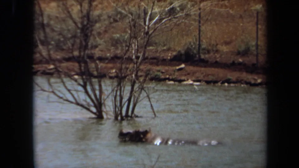 1971 Laguna Hills home-movie frame with the hippo moving or resting just above the waterline near bare trees.