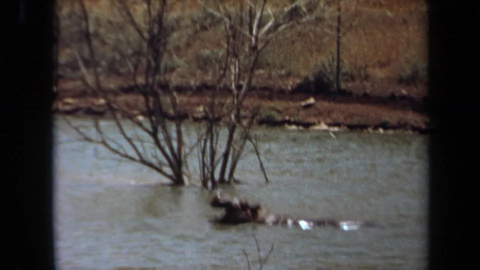1971 Laguna Hills 8mm view of a hippo partly submerged beside bare branches, with brush and a fence on the far bank.