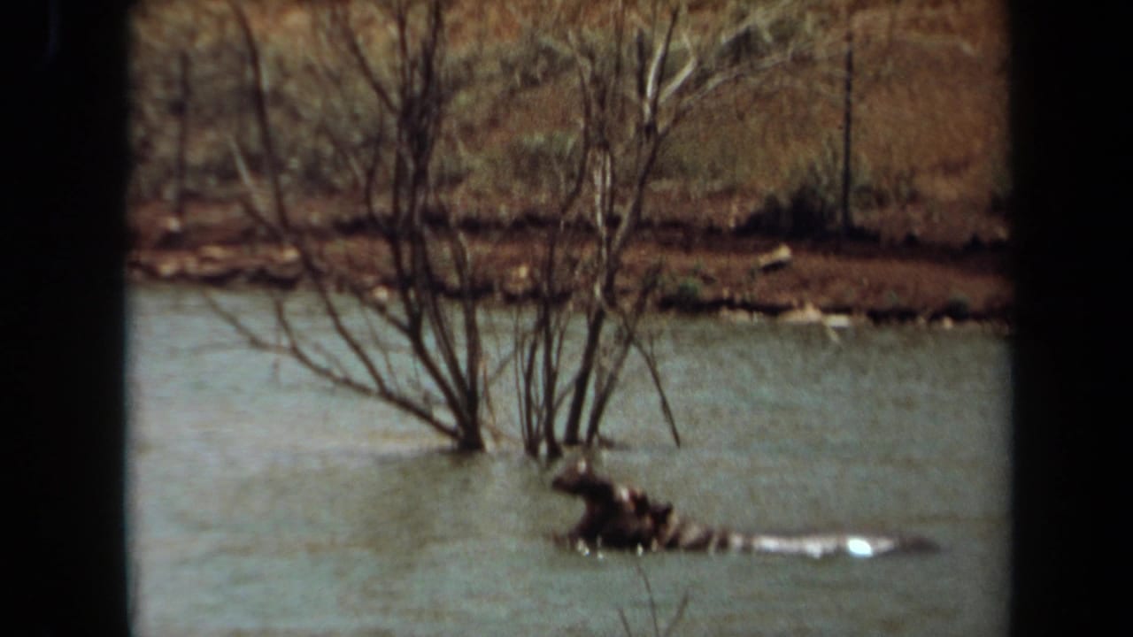 1971 Laguna Hills home-movie frame of a hippo in shallow-looking water near leafless branches, mouth open as it faces left.