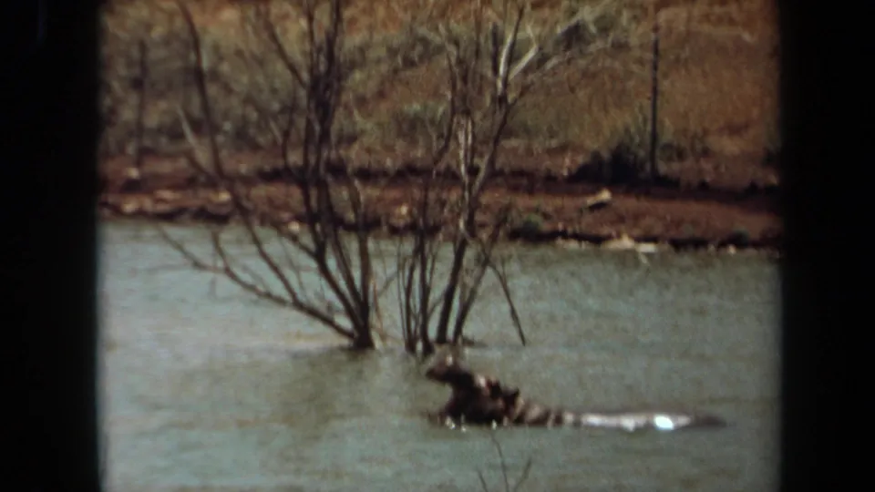 1971 Laguna Hills home-movie frame of a hippo in shallow-looking water near leafless branches, mouth open as it faces left.