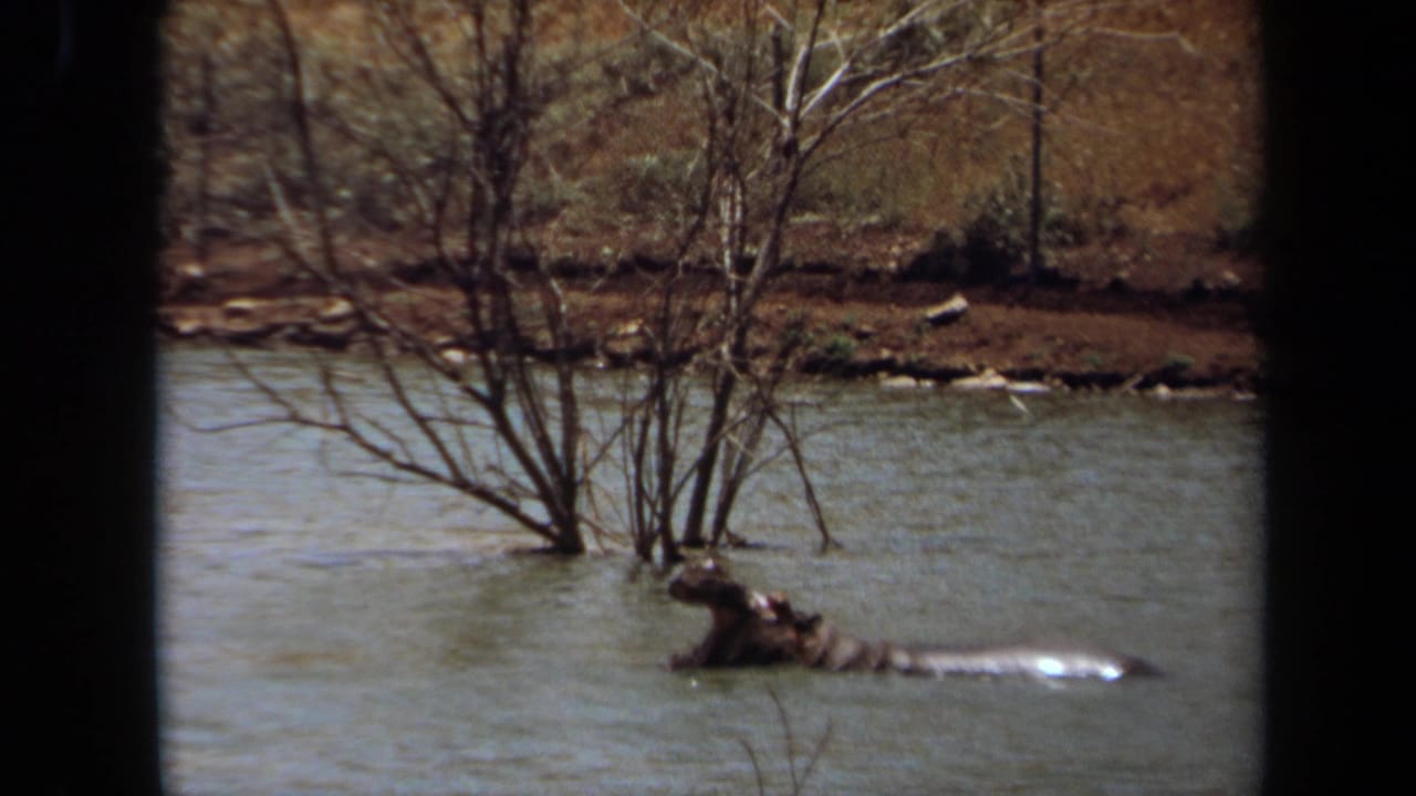 Hippo in water with head raised beside leafless branches and a dry bank.
