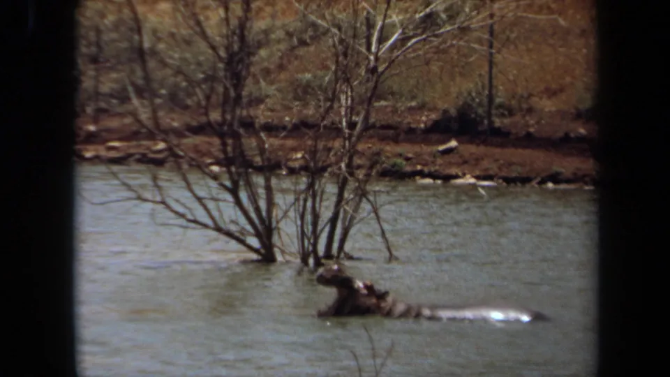 1971 Laguna Hills 8mm frame showing a hippo with its head above the water beside bare branches and an earthy bank.