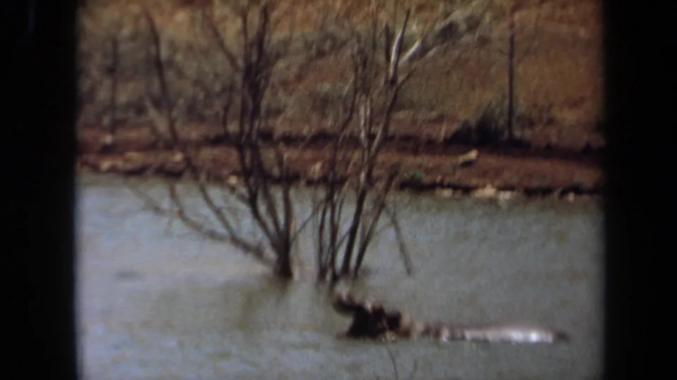 Soft 1971 Laguna Hills 8mm frame of a hippo floating low in water near bare branches, with a muted bank in the background.