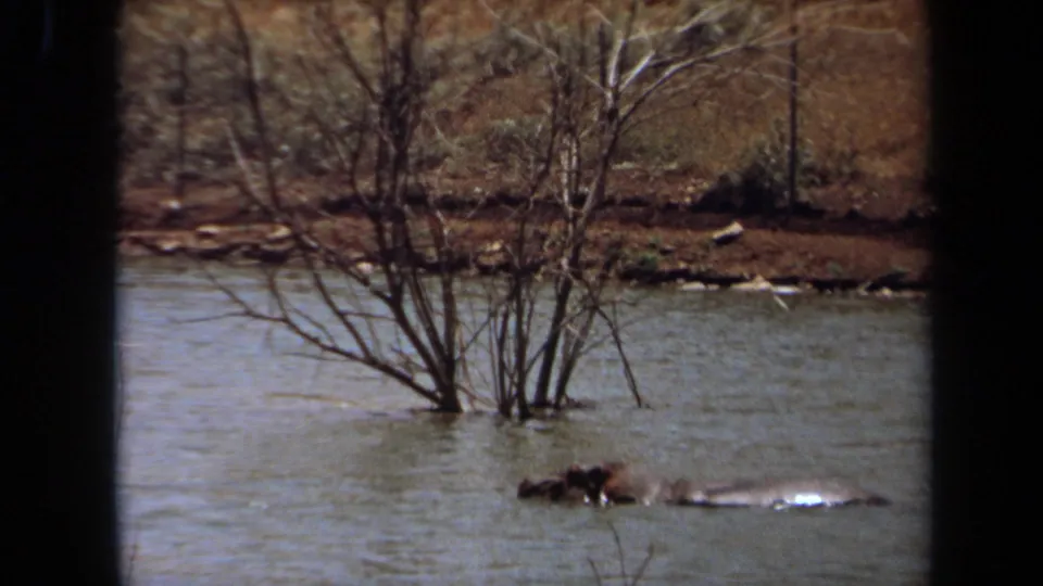 1971 Laguna Hills frame with the hippo mostly submerged below bare branches, its back and head just above the waterline.