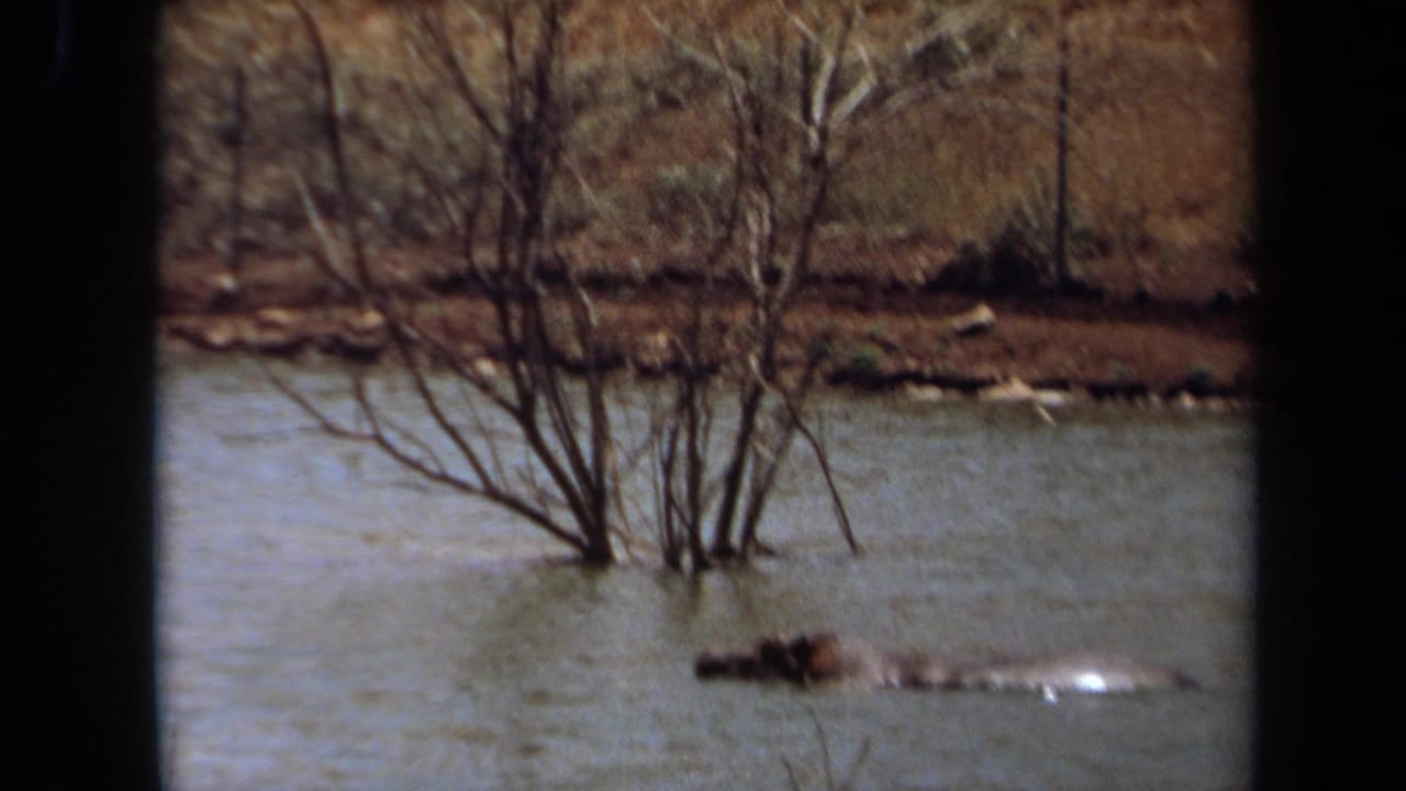 1971 Laguna Hills 8mm frame showing a hippopotamus partly submerged near leafless branches along a calm lake edge.