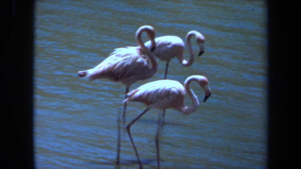 1971 Laguna Hills 8mm frame showing three pink flamingos wading in shallow blue water with long legs and curved necks visible.