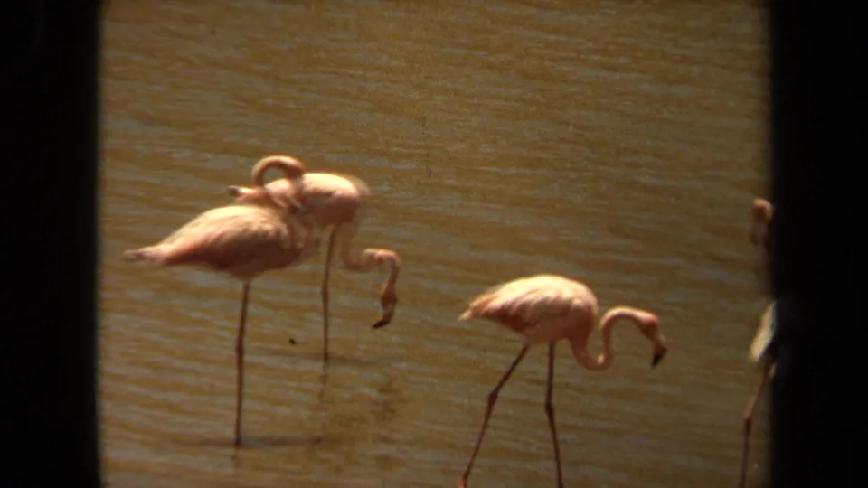 1971 Laguna Hills 8mm frame showing several pink flamingos wading through warm, rippling water, partly interrupted by a dark film edge.