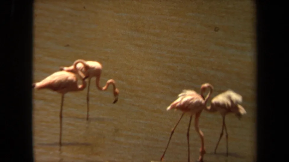 1971 Laguna Hills 8mm frame showing a group of pink flamingos standing close together in shallow brown water, with one bird spreading a wing.