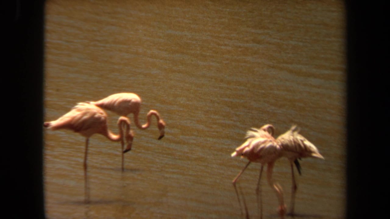 1971 Laguna Hills footage shows four pink flamingos standing in sunlit brown water, with two birds lowering their curved necks to drink.