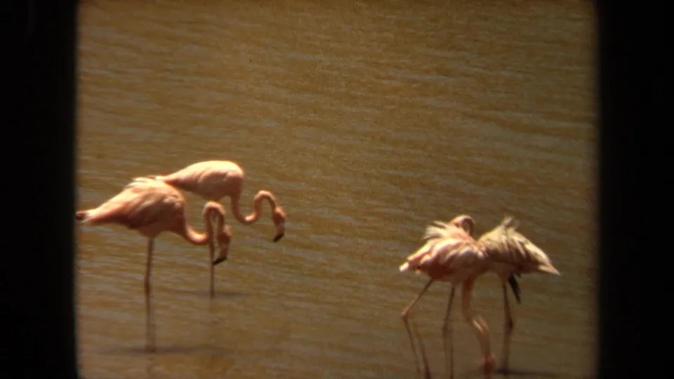 1971 Laguna Hills footage shows four pink flamingos standing in sunlit brown water, with two birds lowering their curved necks to drink.
