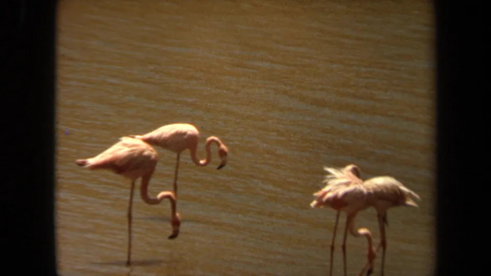 1971 Laguna Hills frame with flamingos in shallow brown water, one bird bent down to drink while another stands nearby.
