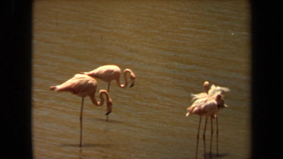 1971 Laguna Hills home-movie frame shows flamingos in brown water, including a ruffled bird at right and two birds with lowered necks.