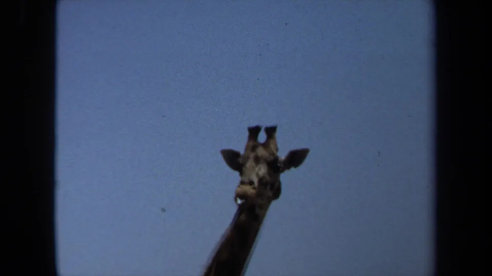 1971 Laguna Hills footage cuts to a low-angle view of a giraffe head and neck against clear blue sky.
