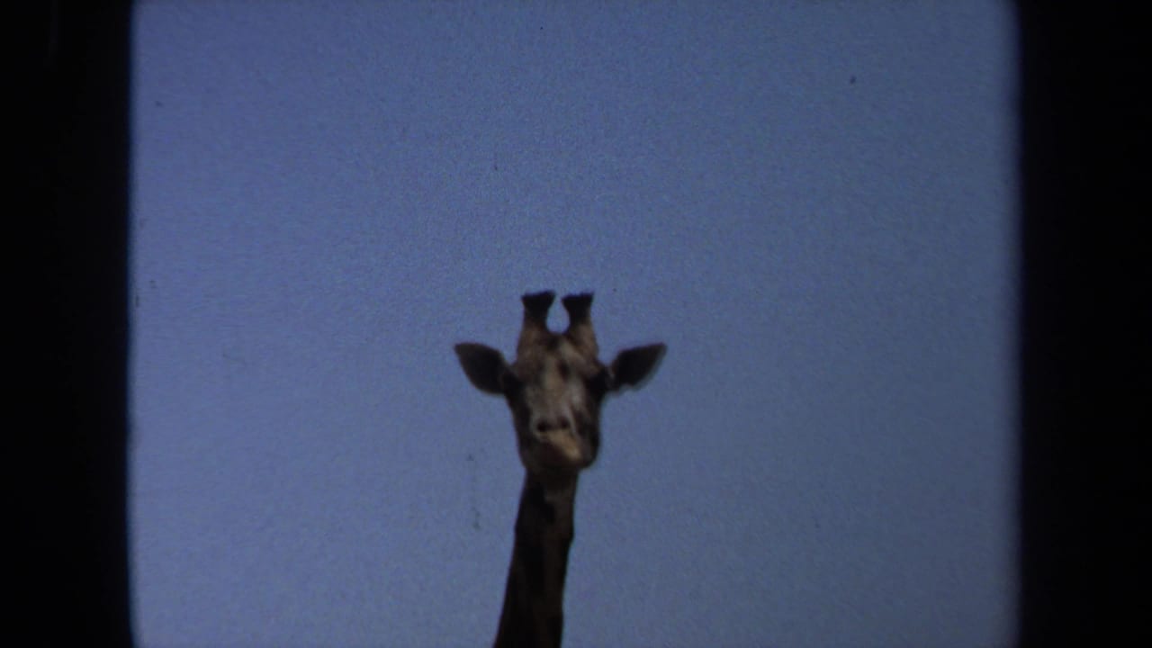 1971 8mm frame from Laguna Hills showing a giraffe head and upper neck isolated against a pale blue sky.
