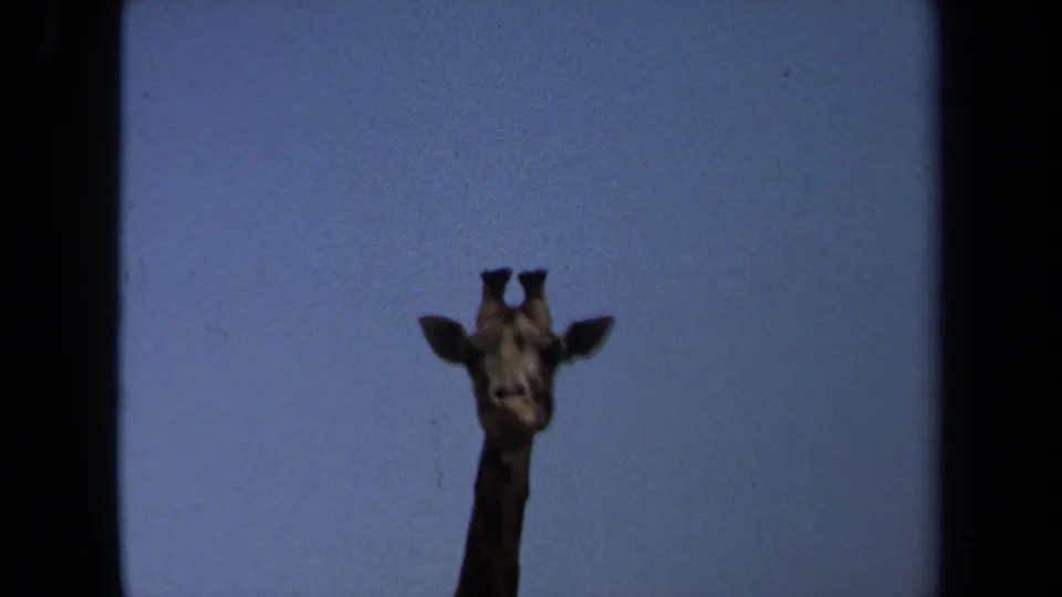 1971 8mm frame from Laguna Hills showing a giraffe head and upper neck isolated against a pale blue sky.