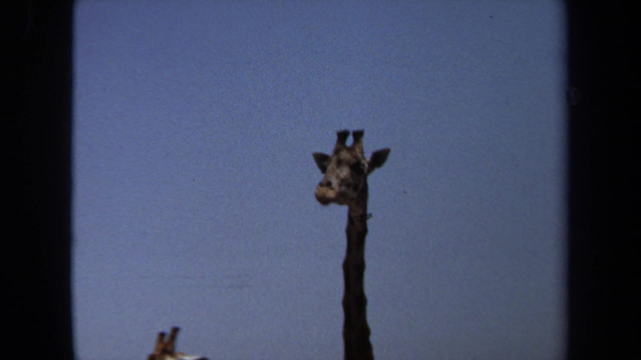 Tall giraffe head and neck rising above a lower giraffe in the background.
