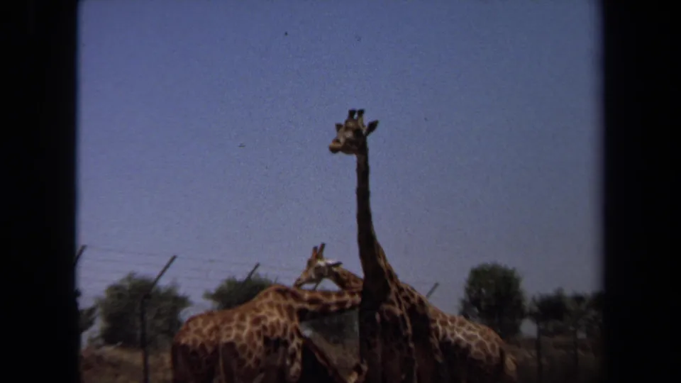 1971 8mm Laguna Hills frame revealing multiple giraffes in a fenced outdoor enclosure with sparse trees beyond.