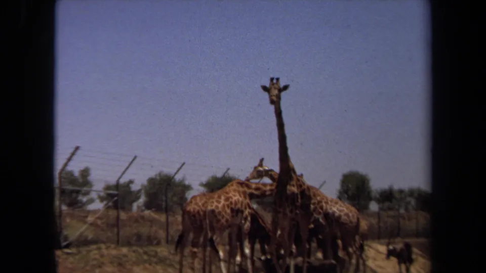 1971 Laguna Hills frame showing a small group of giraffes in a sunny fenced enclosure with trees in the distance.