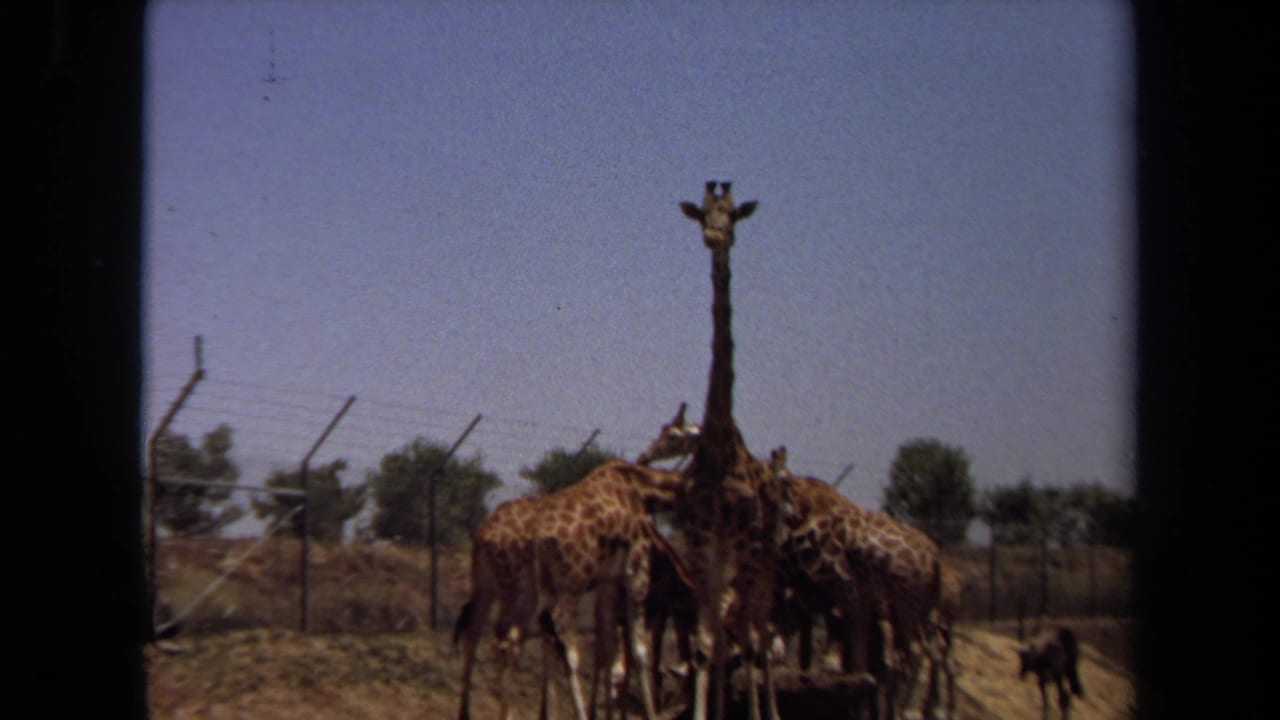 1971 8mm frame from Laguna Hills showing giraffes huddled near a wire fence in a dry enclosure.