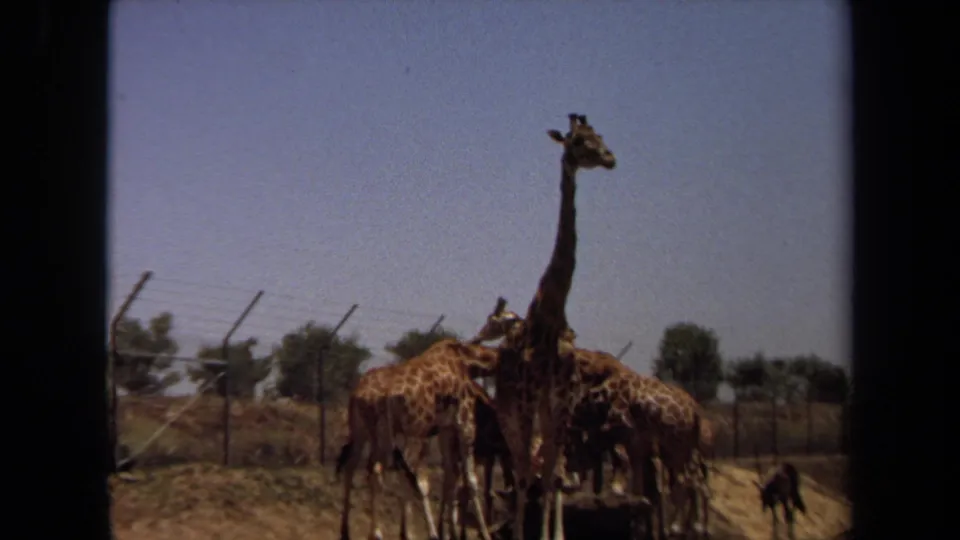 Giraffes remain grouped in the Laguna Hills enclosure, with one giraffe facing the camera and others feeding below.