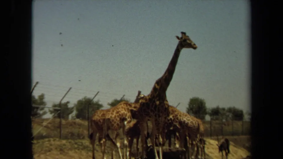 A tall giraffe towers over feeding giraffes in a 1971 8mm view of a fenced Laguna Hills animal enclosure.