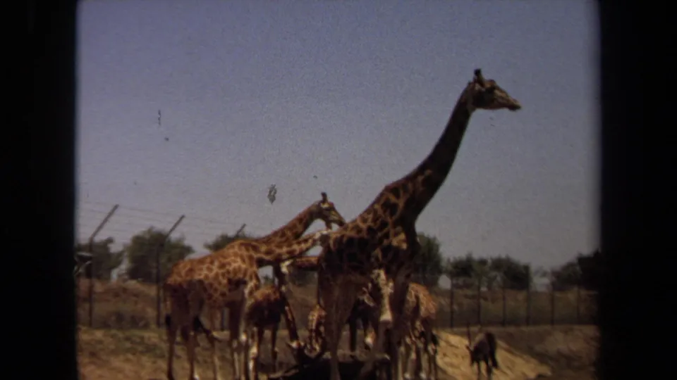 The final 8mm frame shows a tall giraffe shifting position beside other giraffes in the fenced Laguna Hills enclosure.