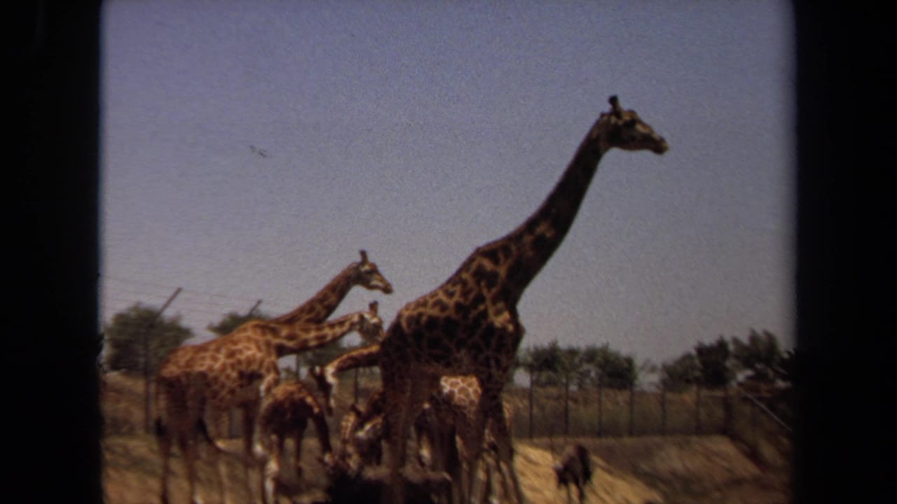 1971 Laguna Hills 8mm frame showing a small giraffe herd in a fenced enclosure, with one tall giraffe standing apart.