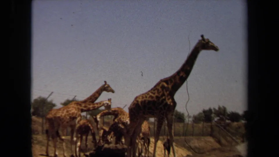 1971 Laguna Hills 8mm frame of giraffes clustered near fencing, one dipping its neck while another stands tall.