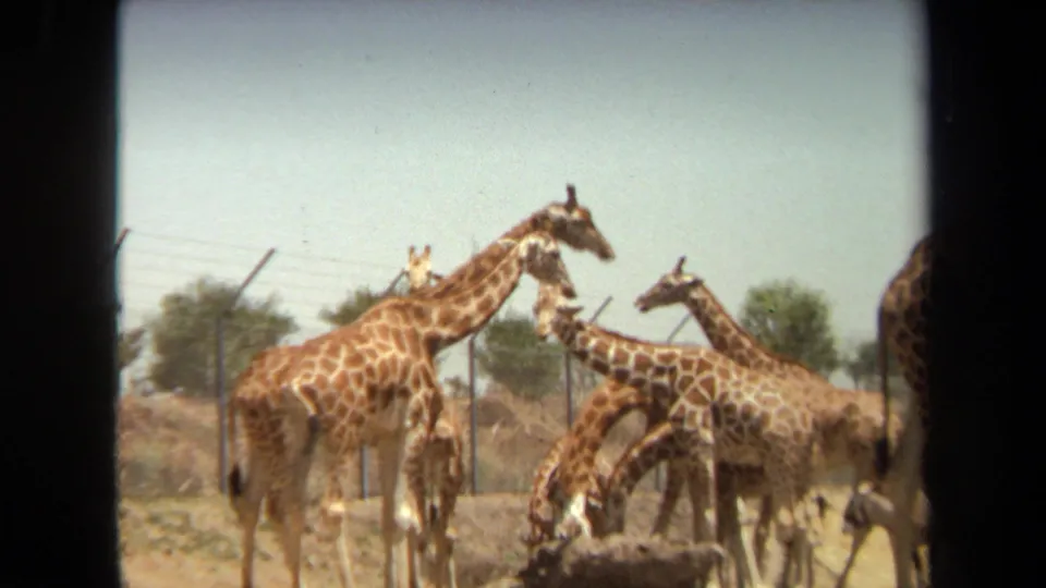 1971 Laguna Hills 8mm frame showing giraffes in a fenced habitat, including two animals facing across the enclosure.