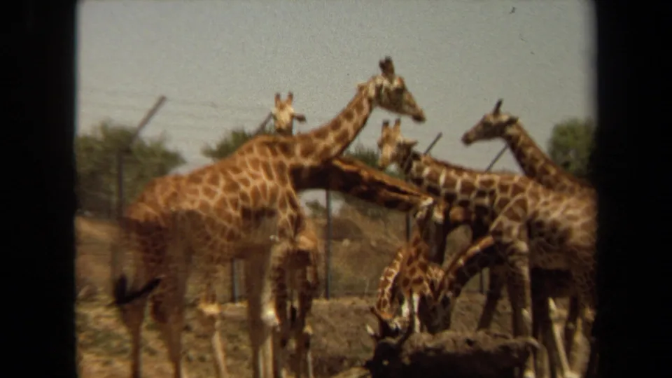 1971 Laguna Hills 8mm frame of a giraffe herd in an enclosure, with one animal dipping toward a low dark area.