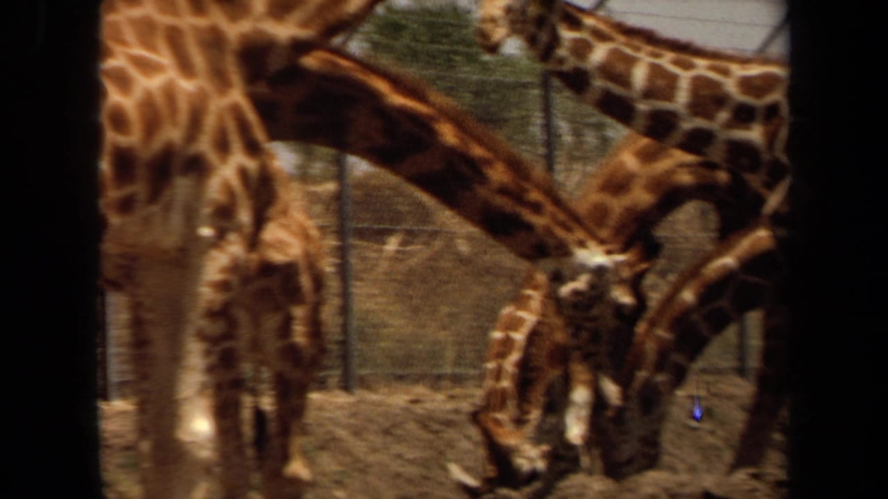 1971 8mm Laguna Hills footage showing multiple giraffes in a fenced zoo or wildlife-park enclosure, one lowering its neck to eat.