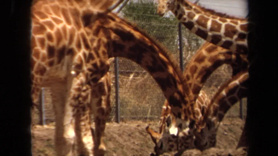 1971 8mm Laguna Hills view of giraffes clustered beside enclosure fencing, with one animal bending its neck toward the ground.